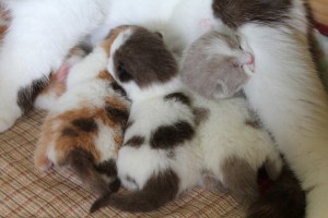 028