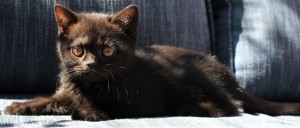 IMG_2203