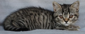 IMG_3684