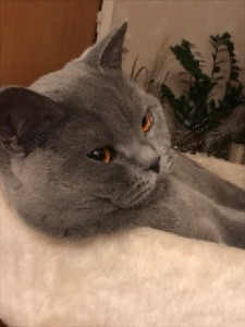 IMG_0911