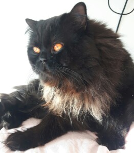 120377871_1024032238062479_7516689207832982263_n