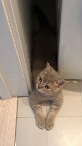 oggie 1