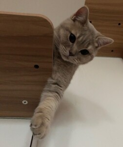 oggie