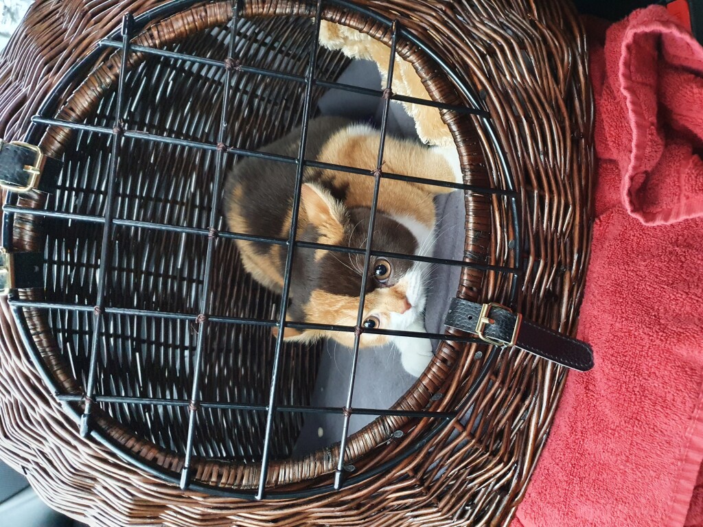 Kiwi1
