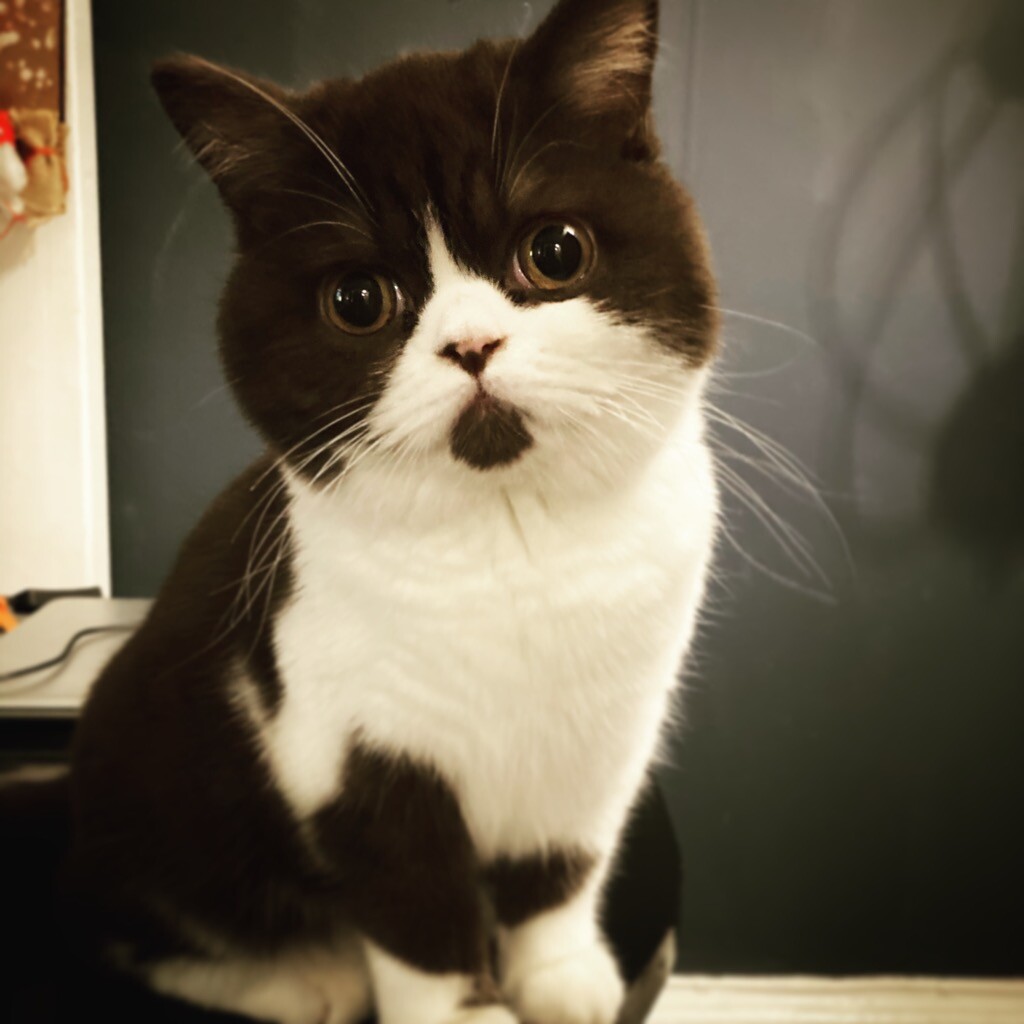 MuppsiPatsy