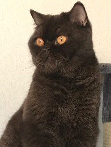Ollie